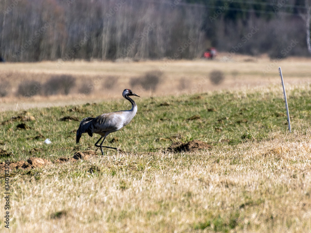 landscape with crane on cereal field in early spring landscape with crane on cereal field in early spring
