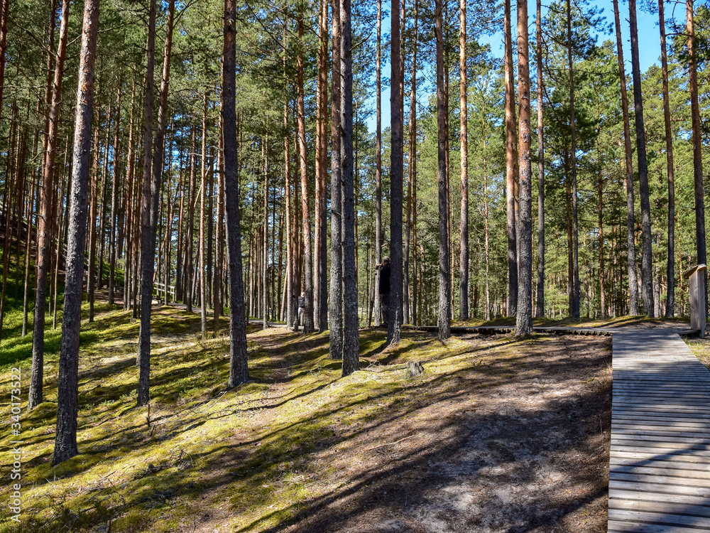 dark tree silhouettes in the backlight