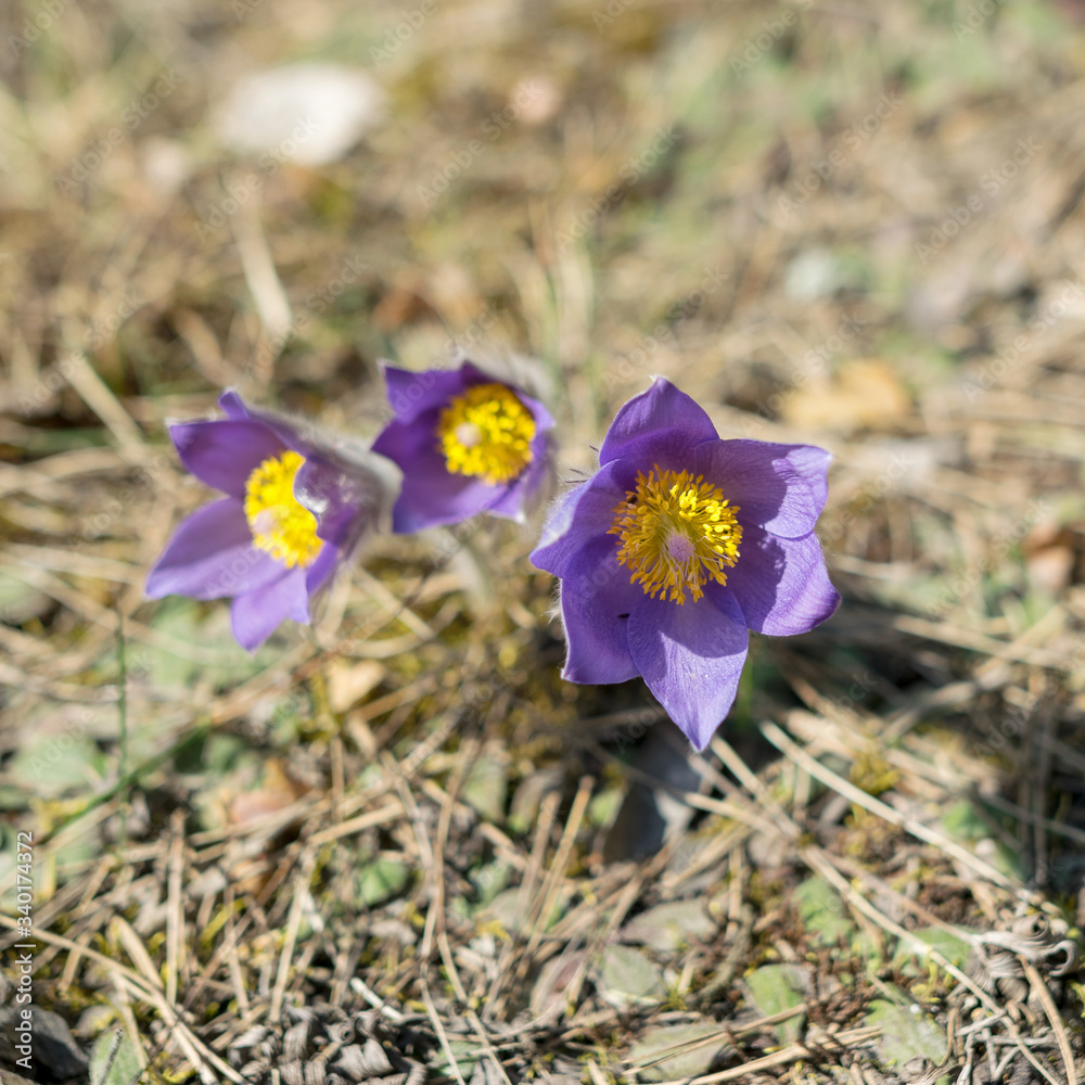 Fototapeta premium Beautiful purple fluffy flower Pulsatilla patens