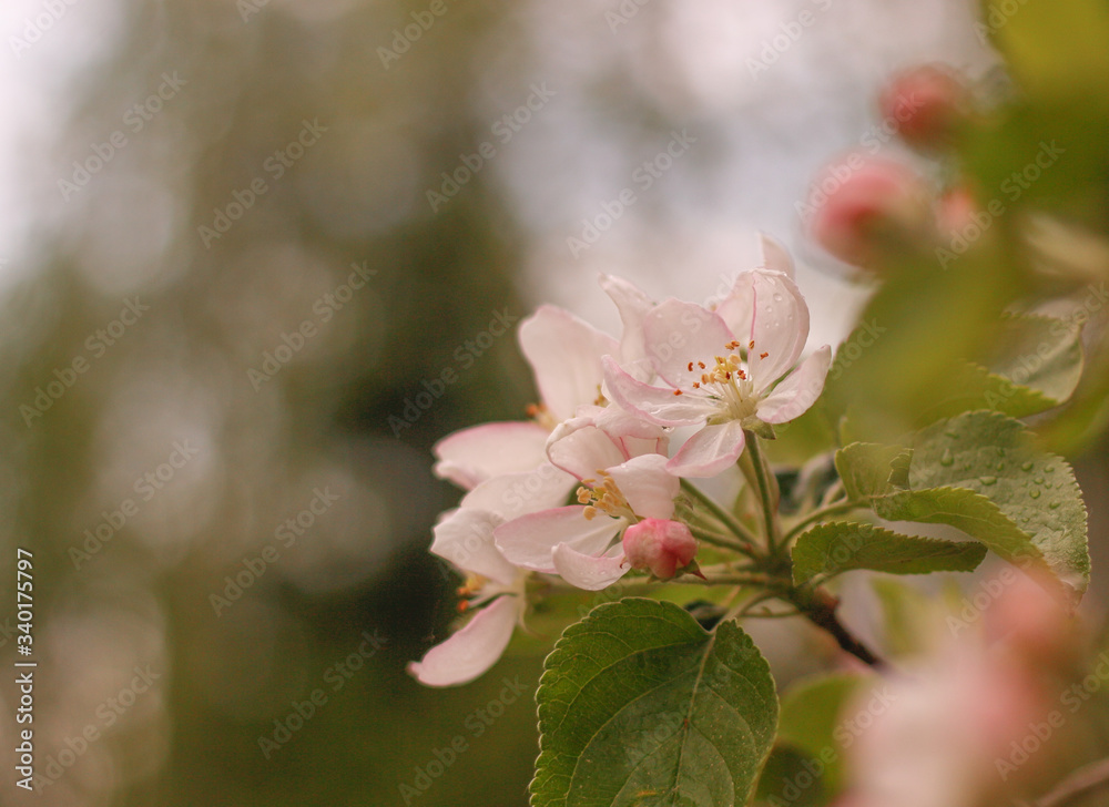 Obraz premium Pink and white flowers of apple tree on a natural blurred background