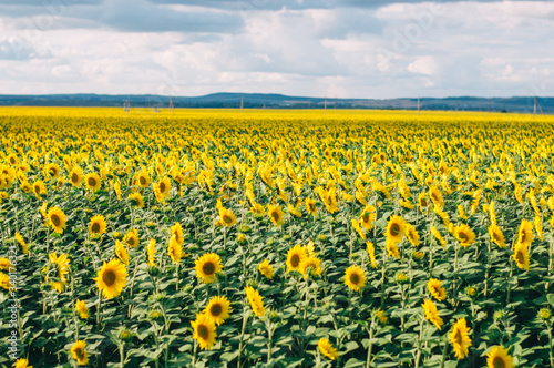 Sunflowers field under beautiful summer sky