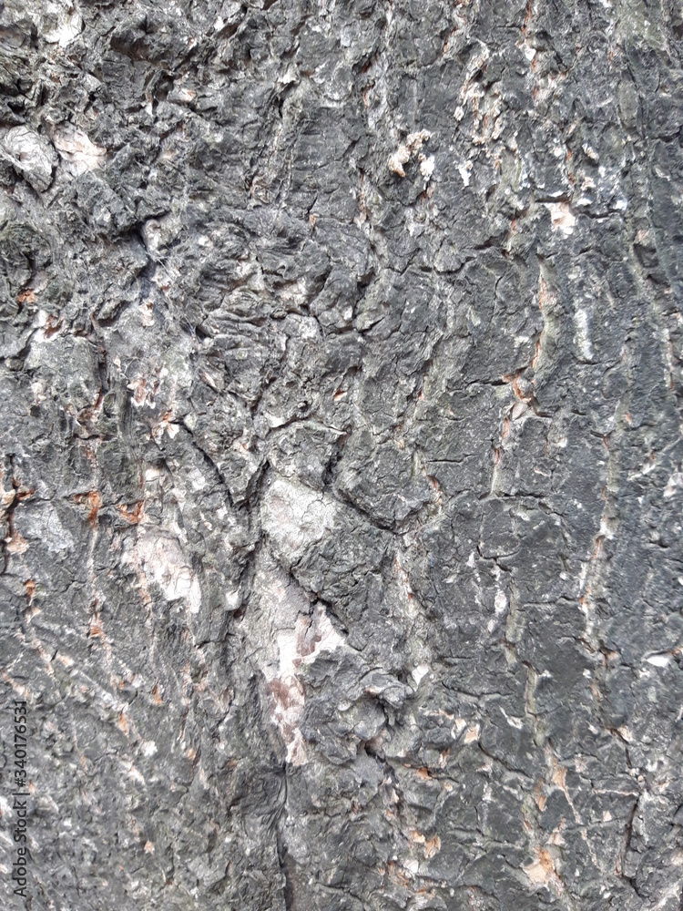 unique tree texture simple image unique tree texture simple image