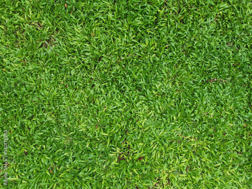 green grass background green grass background
