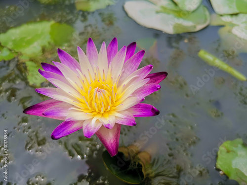 pink water lilies