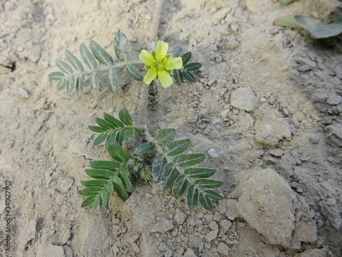 Fiore selvatico