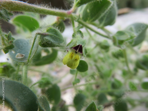 Fiore selvatico