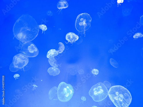 jellyfishes on blue background