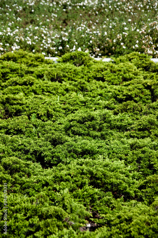 Summer green bushes and blurred flowers on the background