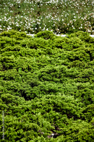 Summer green bushes and blurred flowers on the background