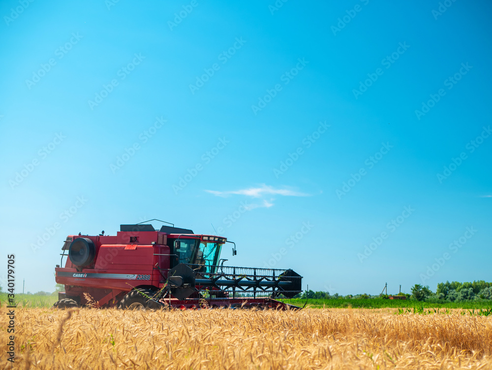 Obraz premium Wheat harvesting in the summer. Red harvester working in the field. Golden ripe wheat harvest agricultural machine harvester on the field.