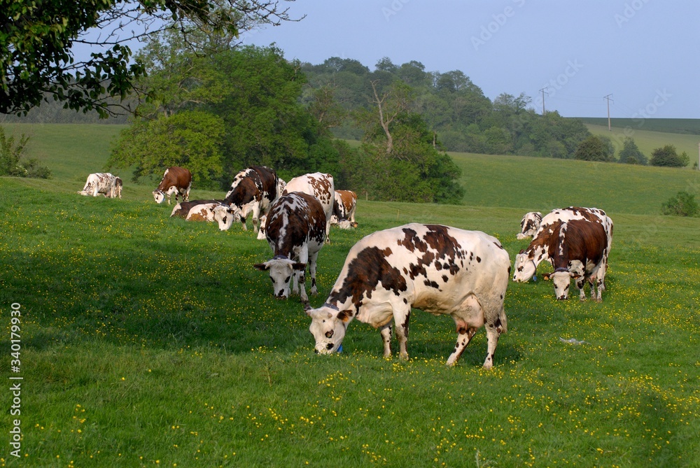 Troupeau vaches normandes au pré