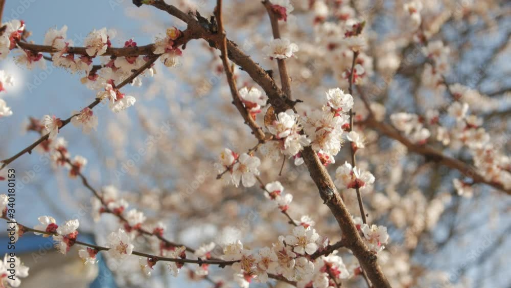 Blooming cherry branch tree on sunset spring smooth camera movement Blooming cherry branch tree on sunset spring smooth camera movement