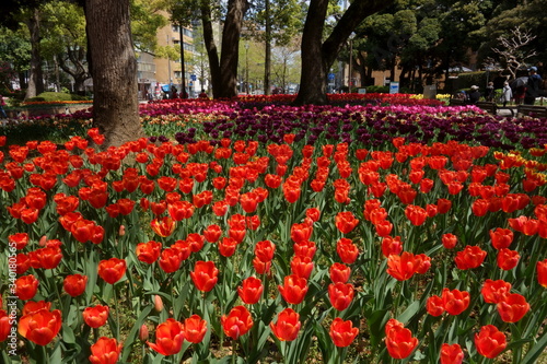 Fototapeta Naklejka Na Ścianę i Meble -  Red tulip garden (咲き誇るチューリップ)