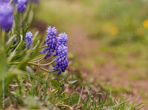 Fototapeta Naklejka Na Ścianę i Meble -  blue muscari in the garden on a natural background