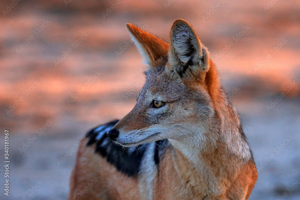 Fototapeta premium Jackal hunting birds near the waterhole, Polentswa, Botswana in Africa. Beautiful wildlife scene from Africa with nice sun light. Jackal and evening sunlight. Black-Backed Jackal, Canis mesomelas.