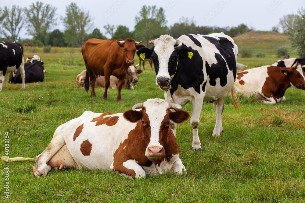 Rural cows graze on a green meadow. Rural life. Animals. agricultural country