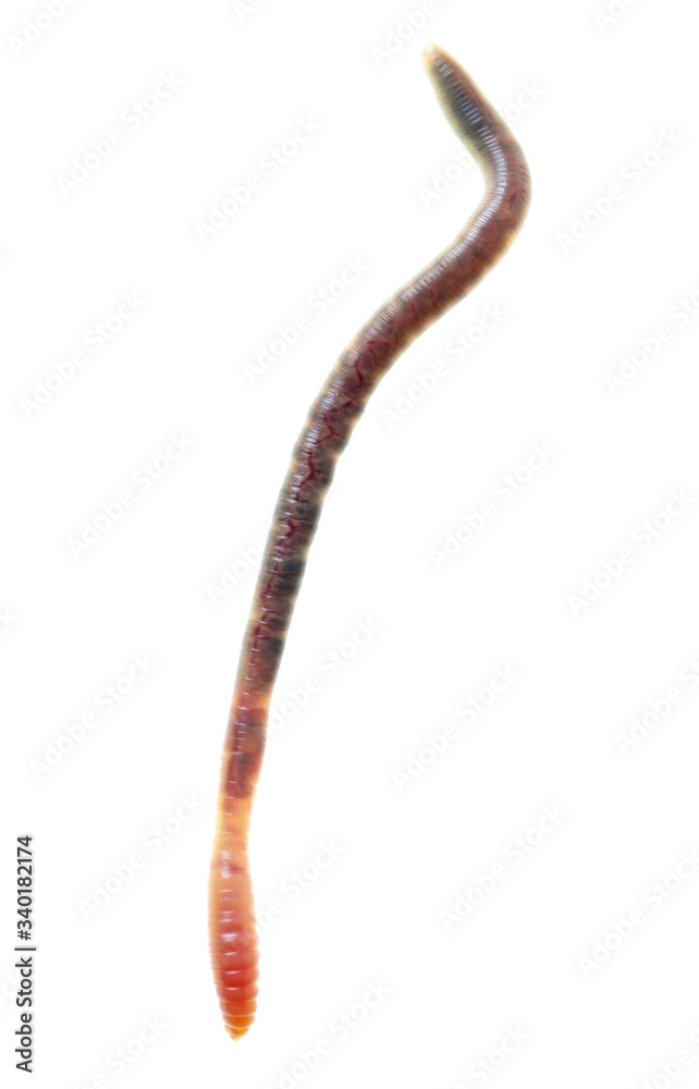 Earthworm on a white background. Earthworm on a white background.