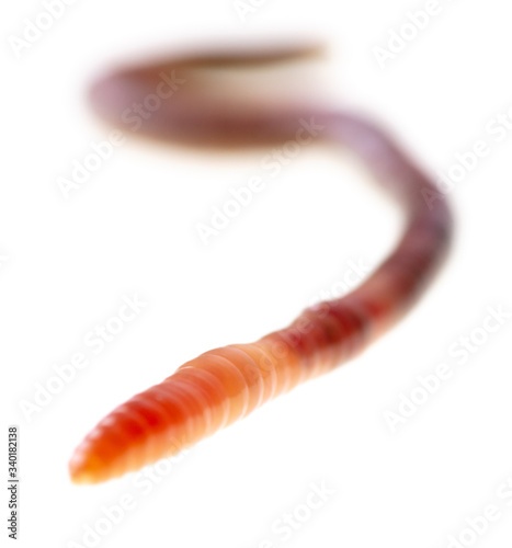 Earthworm on a white background.