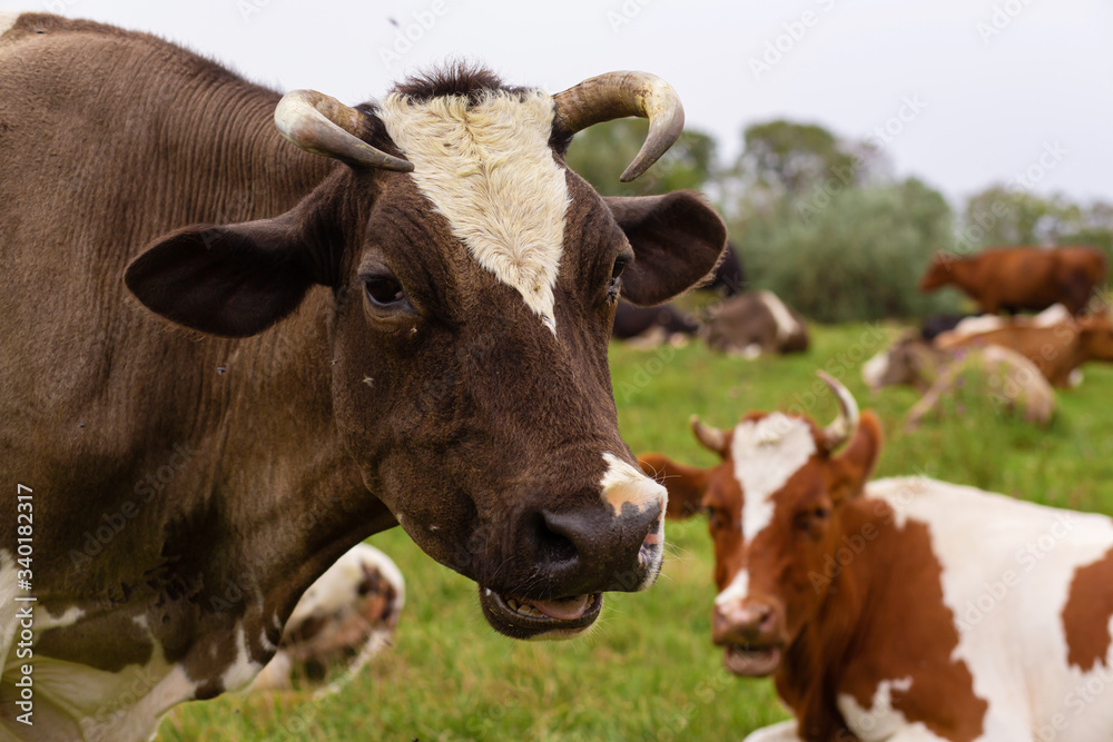 Rural cows graze on a green meadow. Rural life. Animals. agricultural country