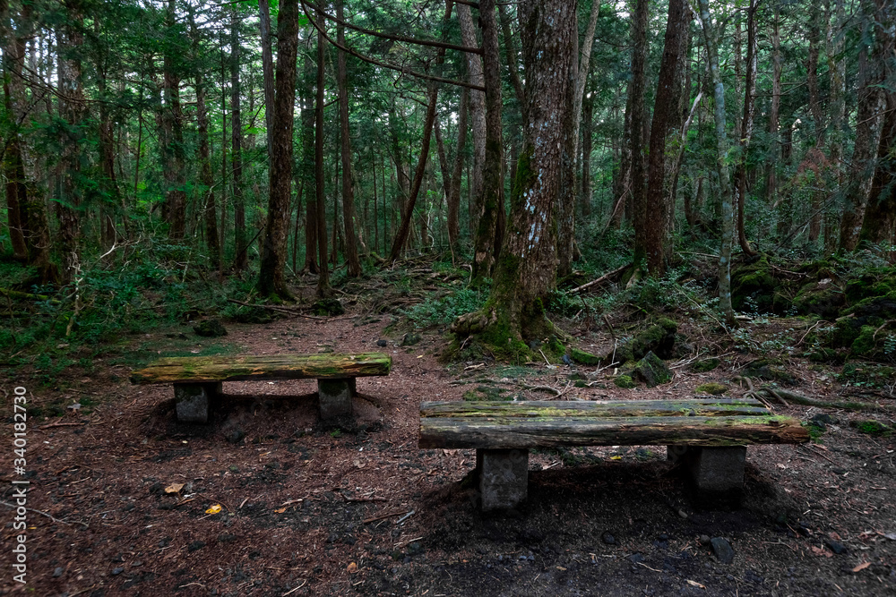 Aokigahara Forest. Suicide forest in the Mount Fuji region, Japan