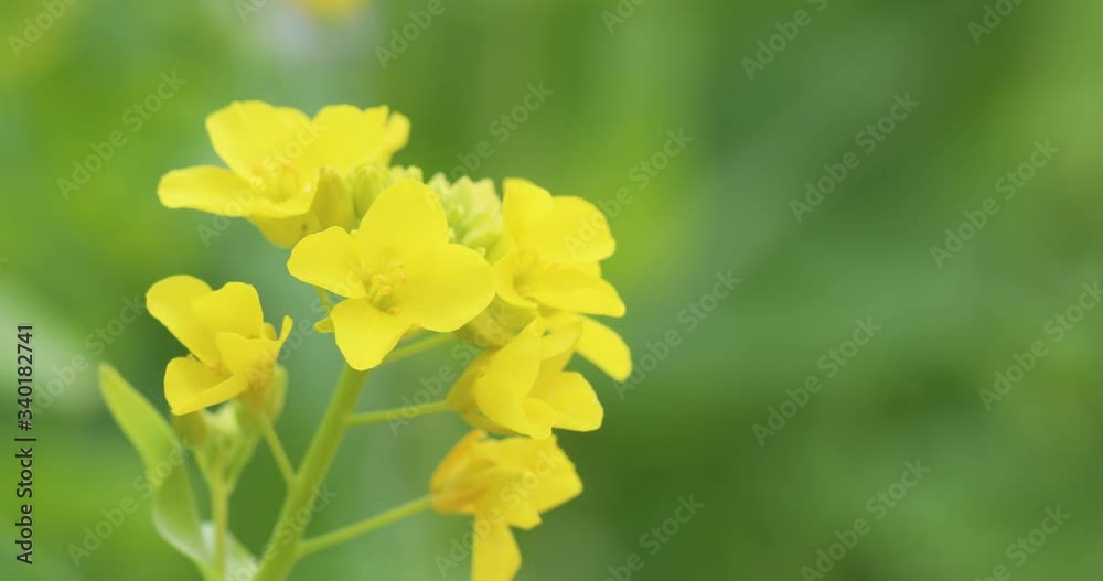 바람에 흔들리는 노란 유채꽃