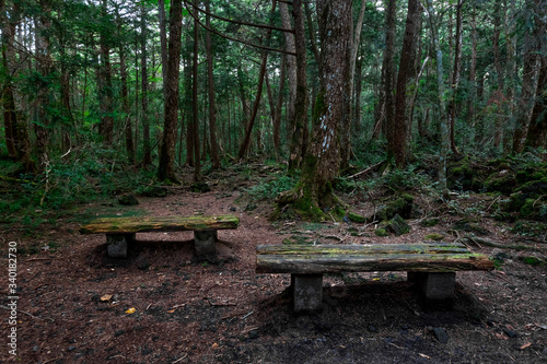 Aokigahara Forest. Suicide forest in the Mount Fuji region, Japan © tanyaeroko