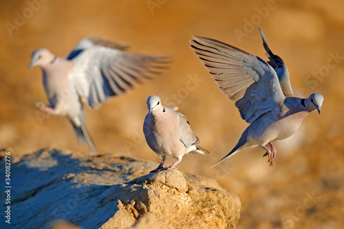 Ring-necked dove  Streptopelia capicola  also known as the Cape turtle dove  Kgalagadi  South Africa. Bird from African sand desert  Botswana.