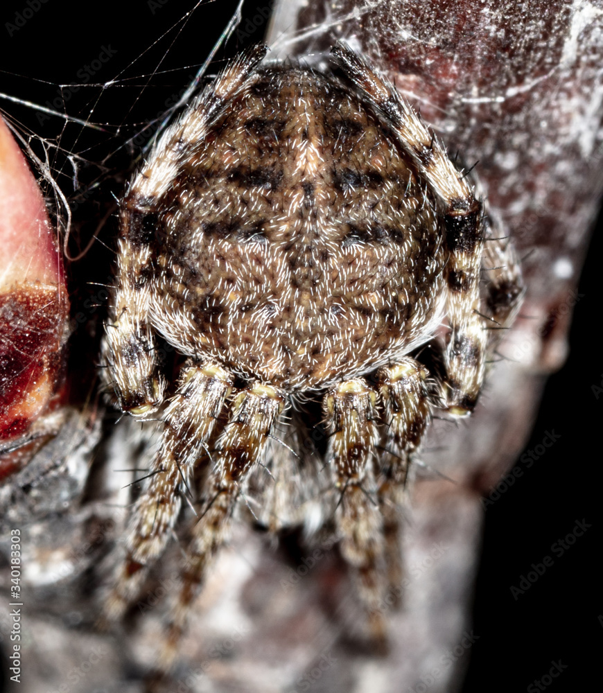 The spider hid on a tree branch. Macro nature The spider hid on a tree branch. Macro nature