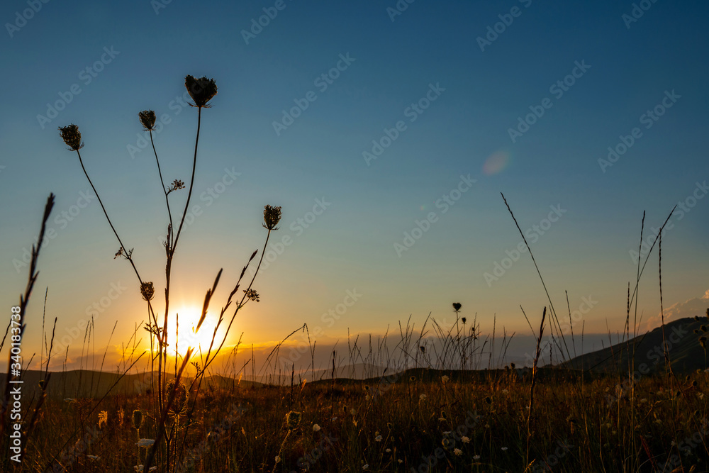 Plants from the plains at sunset