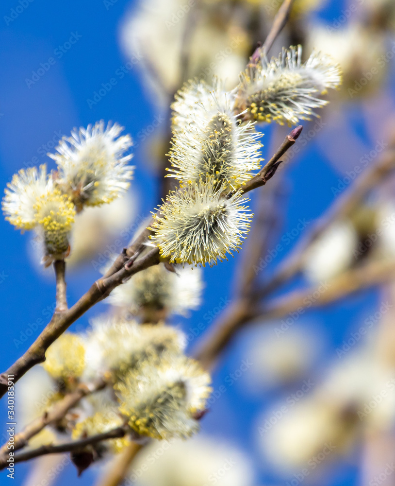 Flowers on willow branches in nature. Flowers on willow branches in nature.