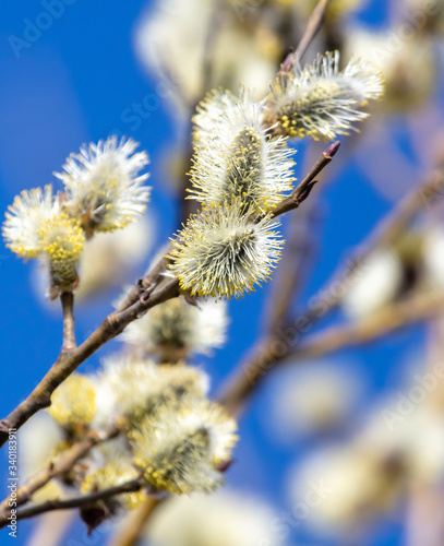 Flowers on willow branches in nature.