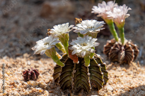 Blooming flowers and unripe seed pods of Gymnocalycium mihanovichii LB2178 Agua Dulce hybrid  cactus photo