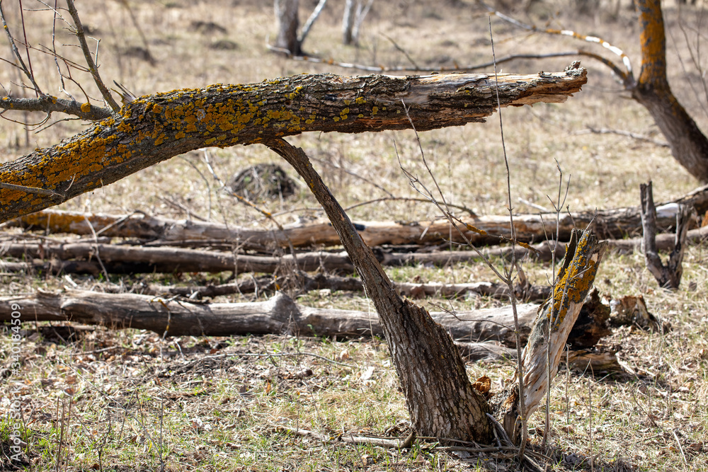Broken tree in the forest on the nature. Broken tree in the forest on the nature.