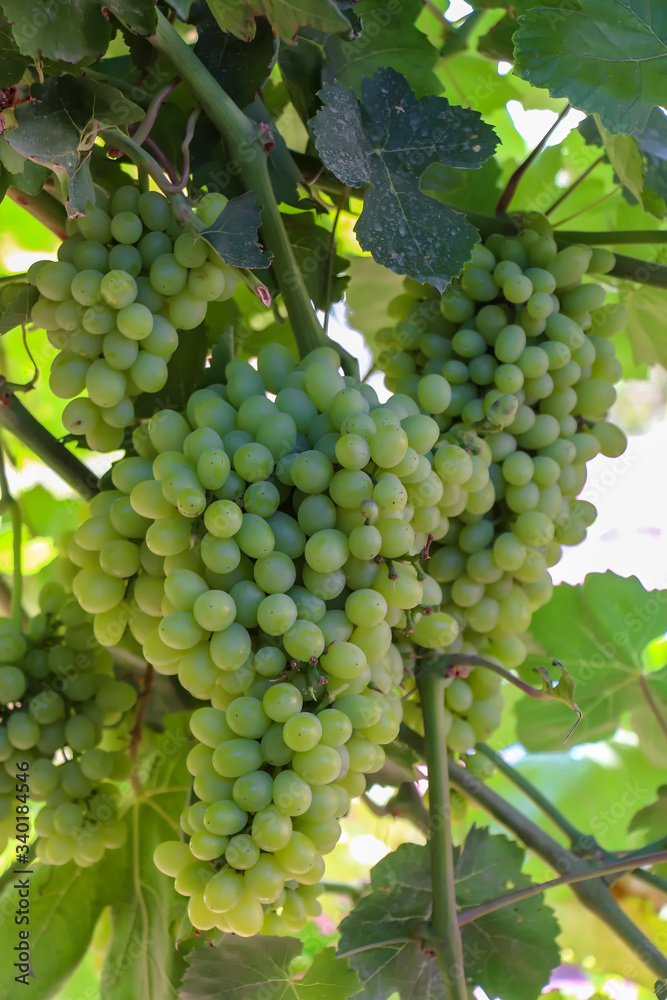 Grapes hanging from the trellises on Qingnian Lu, Turpan, Xinjiang Grapes hanging from the trellises on Qingnian Lu, Turpan, Xinjiang