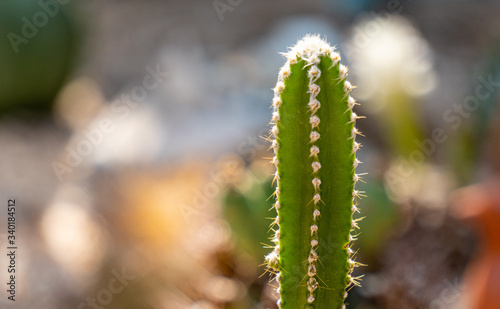 Acanthocereus tetragonus or Fairytale castle is a tall, columnar cactus native to South America