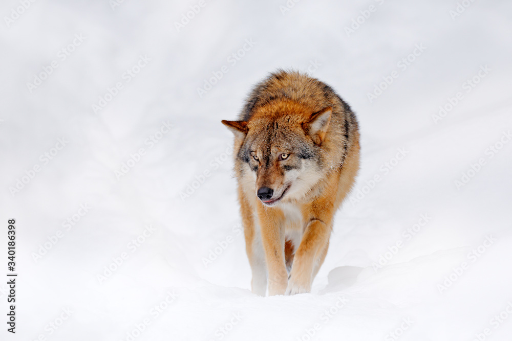 Wolf in snowy rock mountain, Europe. Winter wildlife scene from nature. Gray wolf, Canis lupus with rock in the background. Cold snow season in nature, Germany wildlife.