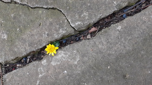 A flower breaking through concrete