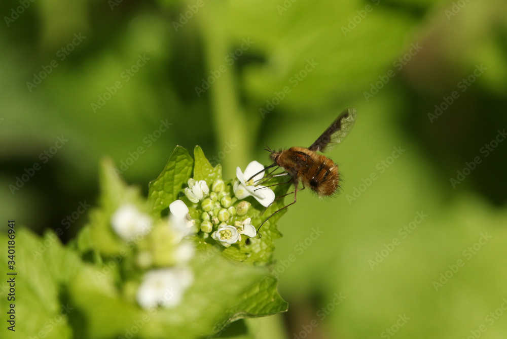 A Dark-edged Bee-fly, Bombylius major, feeding from a wild garlic mustard flower.