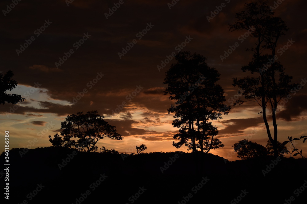 silhouette of a tree