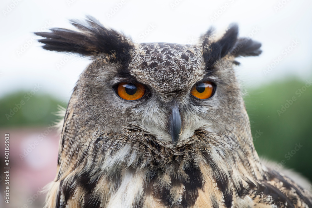 Fototapeta premium Large owl 3