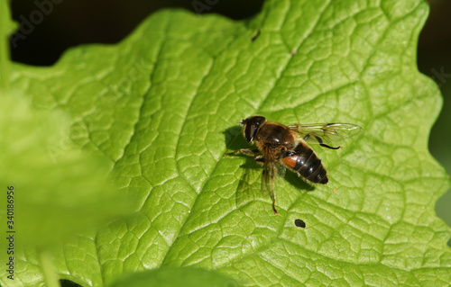 A pretty Hoverfly, Syrphidae, perching on a leaf of a Garlic Mustard plant.