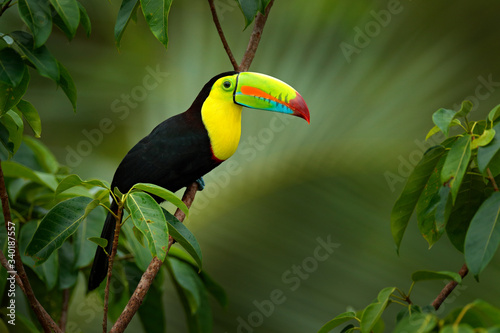 Costa Rica wildlife. Toucan sitting on the branch in the forest, green vegetation. Nature travel holiday in central America. Keel-billed Toucan, Ramphastos sulfuratus. Wildlife from Costa Rica.