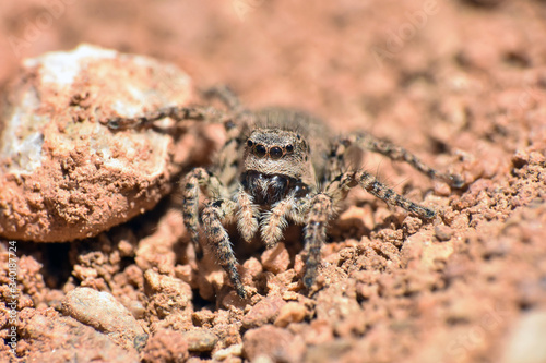 Jumping spider, Lovely big eyes jumping spider hunting on the ground