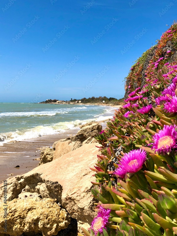 Flowers on the beach in Lungomare Delle Anticaglie, Kaukana RG, Sicily, Italy Flowers on the beach in Lungomare Delle Anticaglie, Kaukana RG, Sicily, Italy