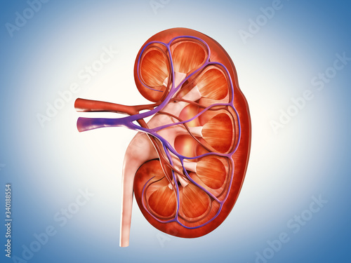 Digital illustration of a human kidney 3d structure 