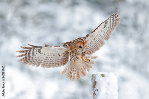 Owl landing on tree trunk. Winter forest with Tawny Owl snow during winter, snowy forest in background, nature habitat. Wildlife scene from cold winter.