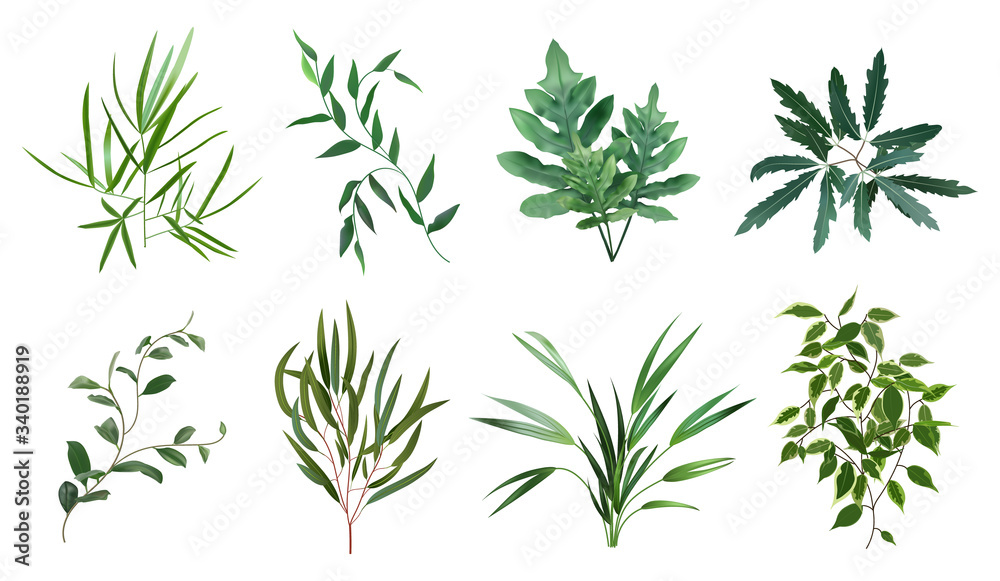 Green realistic herbs. Eucalyptus, fern plant, greenery foliage plants, botanical natural leaves herbs isolated vector illustration set. Plant tropical, botanical and natural fern