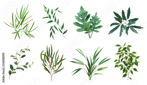 Green realistic herbs. Eucalyptus  fern plant  greenery foliage plants  botanical natural leaves herbs isolated vector illustration set. Plant tropical  botanical and natural fern