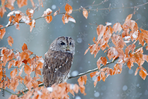 Tawny owl hidden in the fall wood, sitting on tree trunk in the dark forest habitat. Beautiful animal in nature. Bird in the Germany forest. Autumn wildlife in the Forrest. Orange leaves with bird.