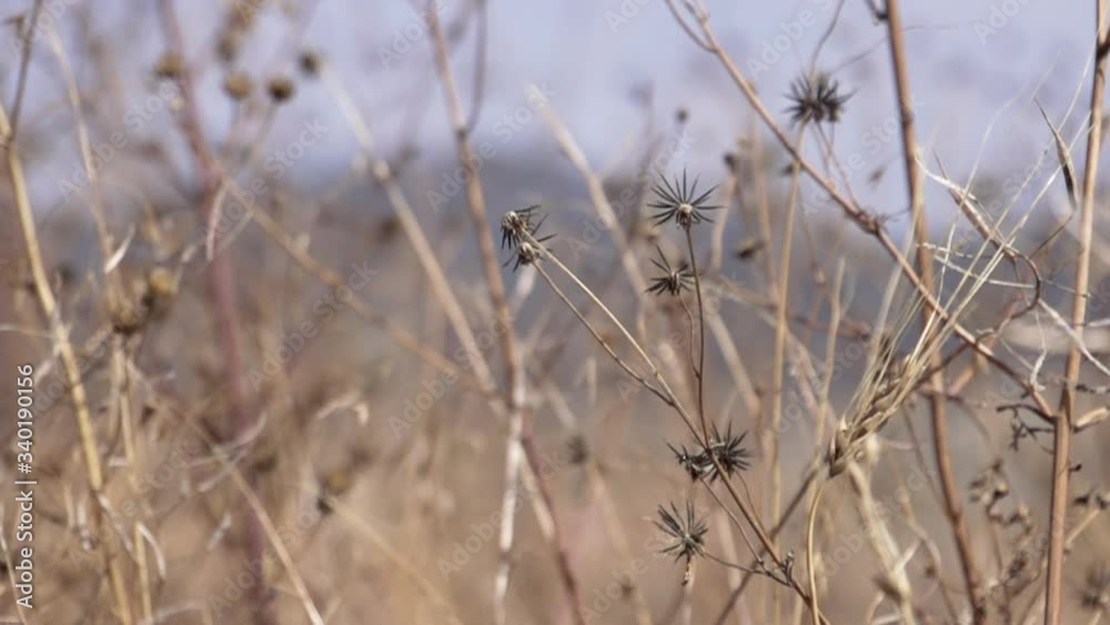 Macro shot of dry flowers blown by the wind in slow motion, with rack focus to the mountains in the background. Macro shot of dry flowers blown by the wind in slow motion, with rack focus to the mountains in the background.